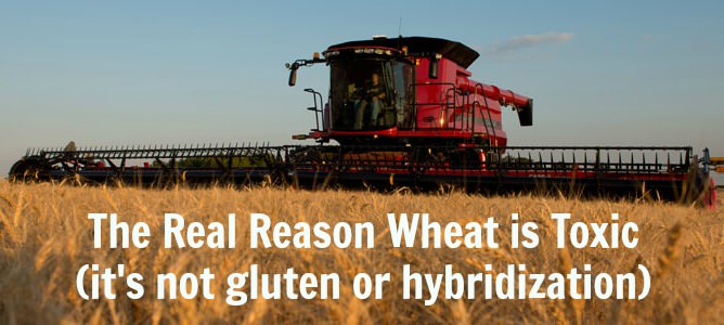The real reason Wheat is Toxic, its not gluten
